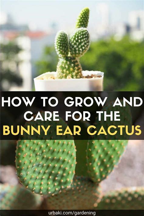angel wing ears|Bunny Ears Cactus (Angel Wings): Grow and Care Tips .